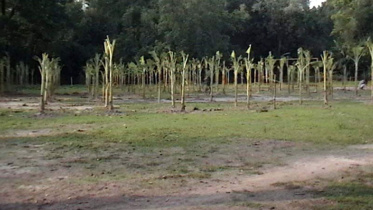 200-year-old playground.jpg