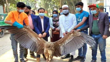 Himalayan vulture