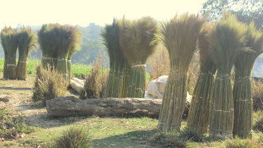 Broom-grass.jpg