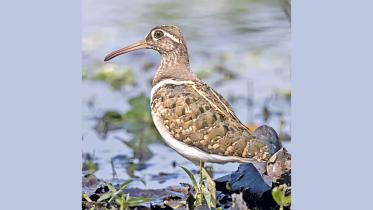 Greater-Painted-Snipe.jpg