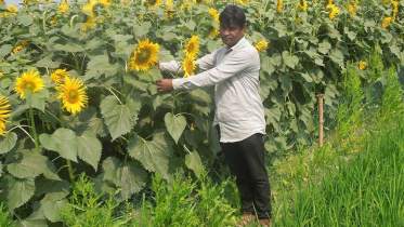 Nilphamari-sunflower-cultivation.jpg