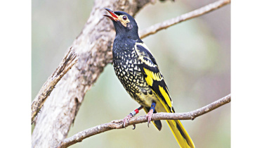 honeyeater.jpg