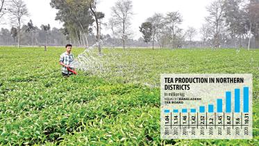 Tea-production.jpg