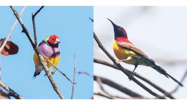 Gouldian-Finch.jpg