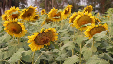 Pirojpur-sunflower-farmers.jpg