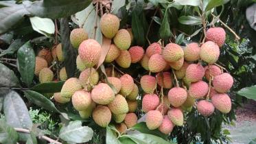 Litchis-Ishwardi-Pabna-1.jpg