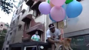 dog-baloons.jpg