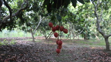 frustrates-Nazirpur-litchi-growers.jpg