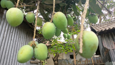 Untimely-rain-mango-growers-Lalmonirhat-Kurigram.jpg