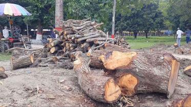 timber.jpg