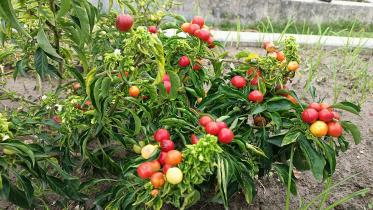 Lalmonirhat_ornamental_chilli-01 (1).jpg