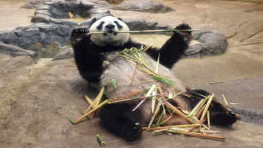22. Japan zoo celebrates birth of panda cub.jpg
