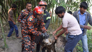 5 vulture rescued.JPG