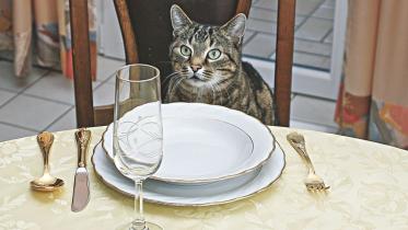 A cat's guide to table manners