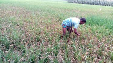 A farmer examines.jpg