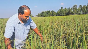 A farmer inspecting.jpg