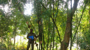 A salinity-resistant bamboo.jpg