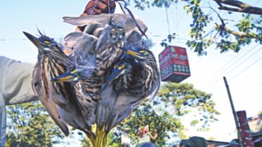 A trader carrying birds.jpg