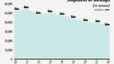 aci shrimp export 1.jpg