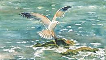 Affluent Seagull.jpg