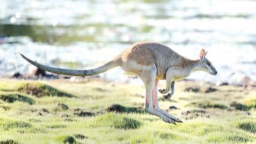 Agile Wallaby.jpg