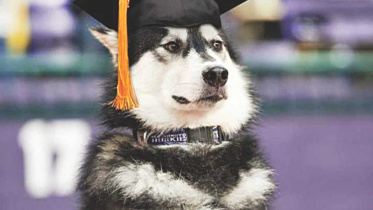 Alternative Uses of Your University Degree