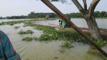 Aman farming hampered.jpg