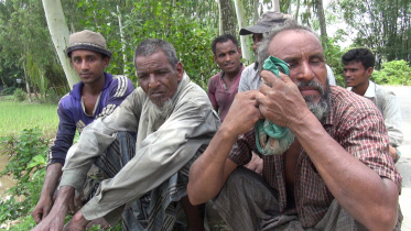 Aman farming in Lalmonirhat.jpg