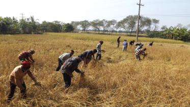 Aman growers unhappy.jpg