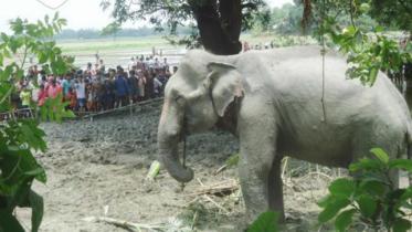 An elephant eloquent