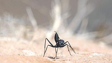 ants.jpg