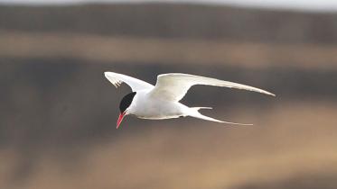 Arctic Tern.jpg