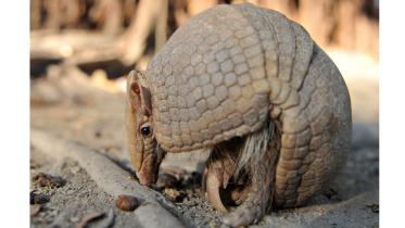 Armadilo-1WB.jpg