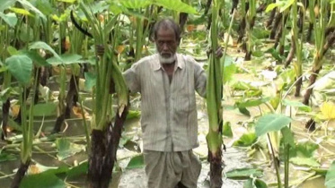 Arum smile farmers.jpg