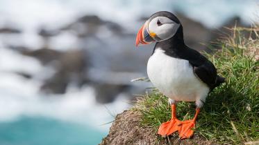 atlantic-puffin.jpg