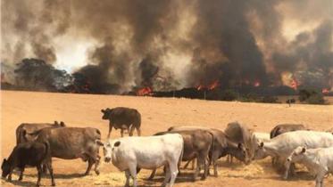 australia bushfire.jpg