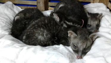 baby civets die.jpg