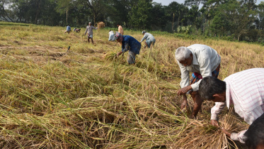BADC Seed Farm Barishal.jpg