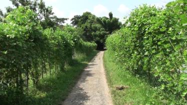 bagerhat green road.jpg