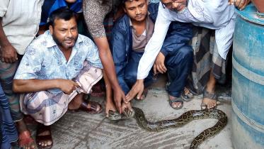 Bagerhat Python.jpg