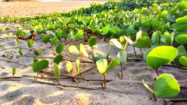 Glory returns Cox’s Bazar