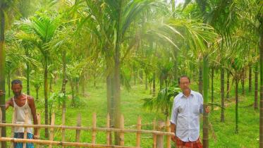 Betel nut farming.jpg