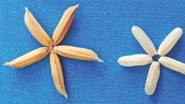 Biotech rice in Bangladesh