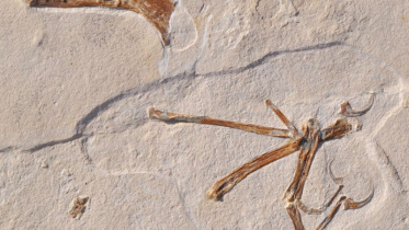 bird-like dinosour.jpg