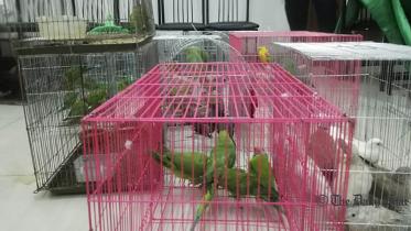 150 birds rescued