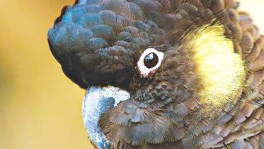 bird.jpg