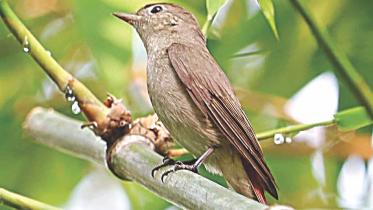Flycatcher 