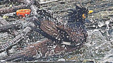 bird.jpg