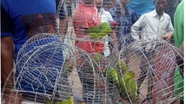 Bird poachers actions.jpg