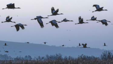 Birds